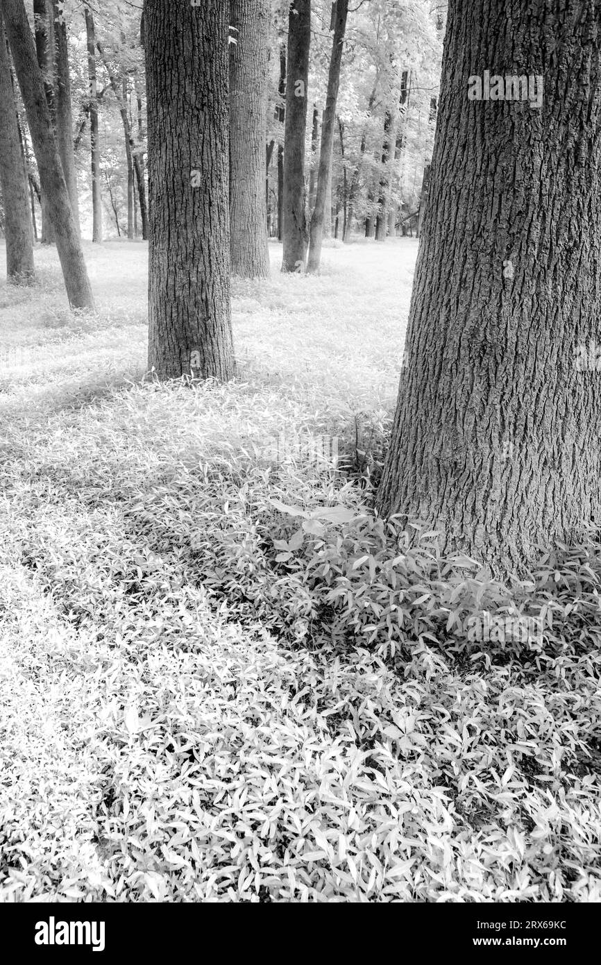 Einfarbiger Wald und üppiges Unterholz Stockfoto