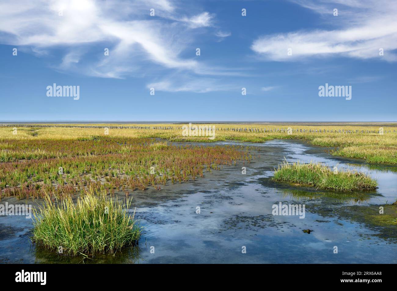 Gemeinsames Kordelgras (Spartina anglica) und Glaskraut (Salicornia europaea) im Salzwiesen an der Nordsee, Wattenmeer-Nationalpark, Deutschland Stockfoto