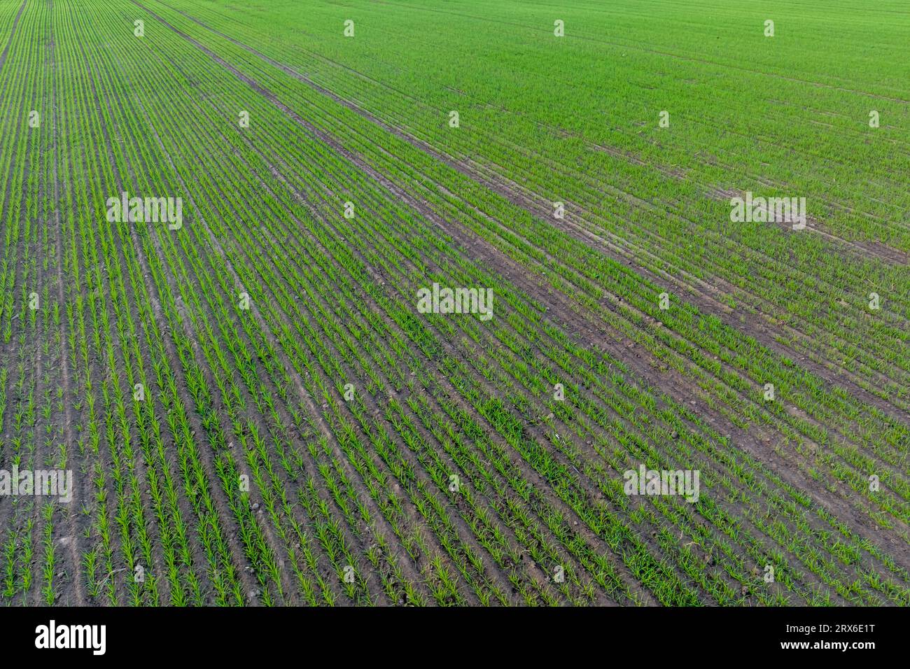 Blick von oben auf die Oberfläche mit Jungweizen, Roggen, Gerste, Dritteln, Hafer oder Gras auf Agrofeldern Stockfoto