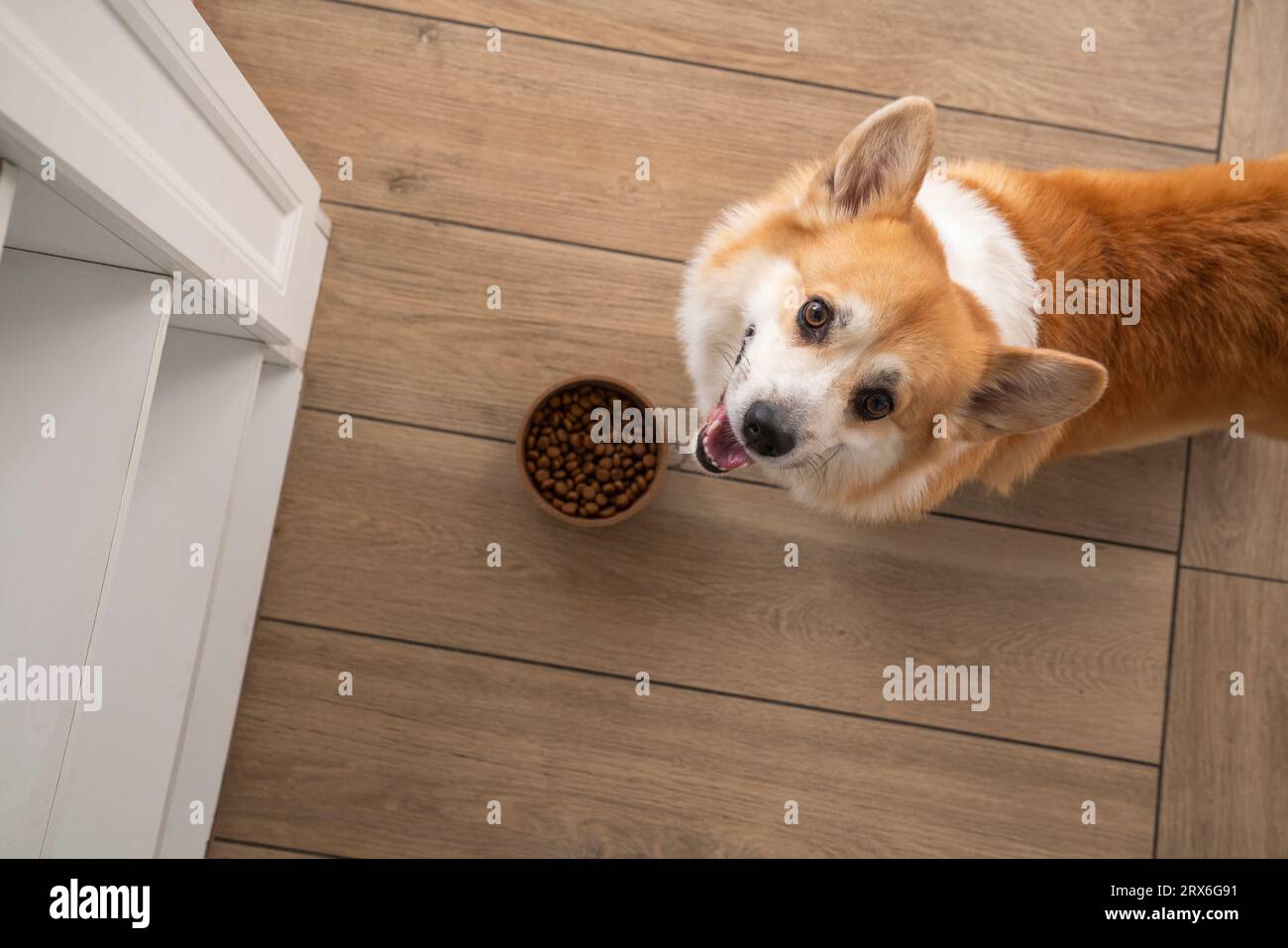 Pembroke Welsh Corgi Hund mit Kibble Bowl zu Hause Stockfoto