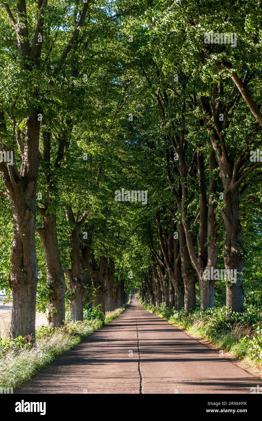 Deutschland, Mecklenburg-Vorpommern, Krummin, bewaldete Landstraße im Sommer Stockfoto
