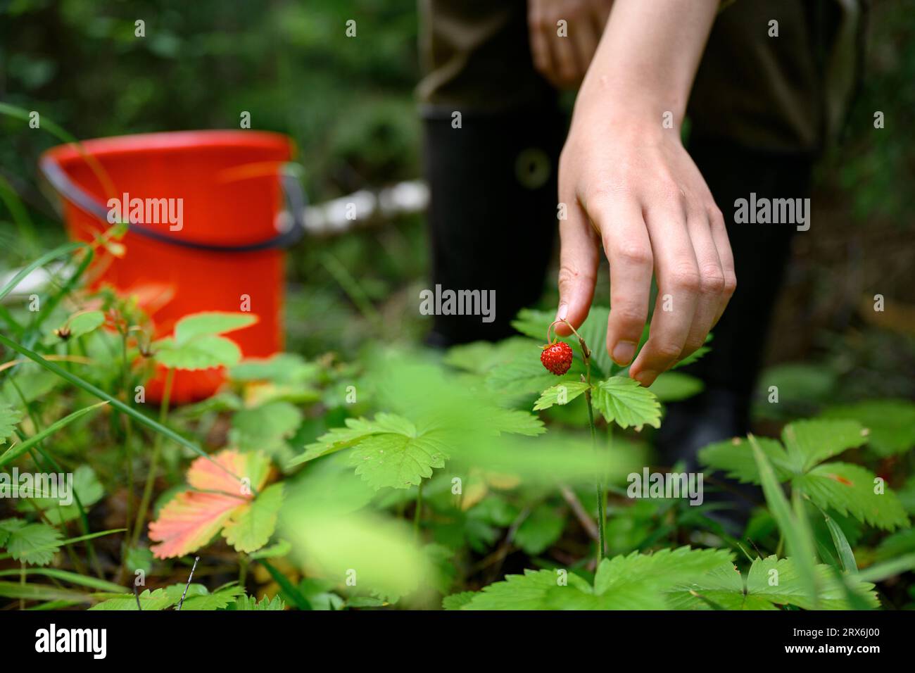 Hand eines Jungen, der Erdbeere im Wald pflückt Stockfoto