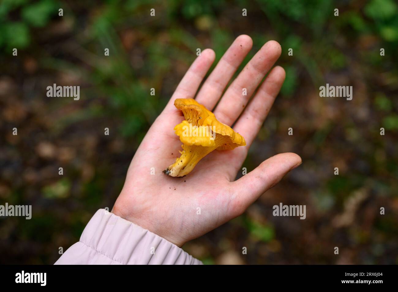 Hand des Jungen mit frischem Pilz im Wald Stockfoto