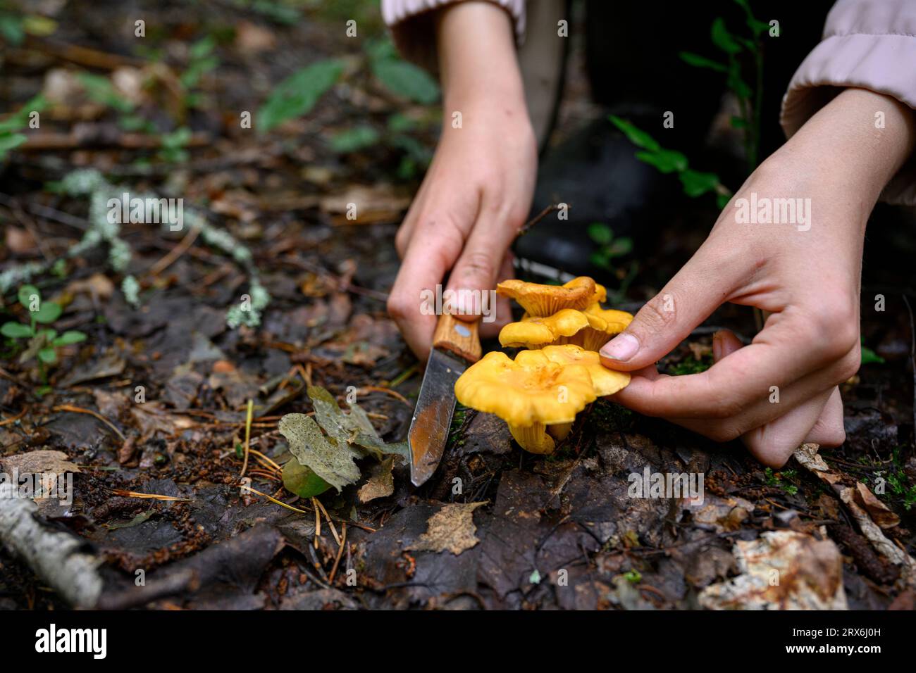 Hände eines Jungen, der im Wald Pilze schneidet Stockfoto