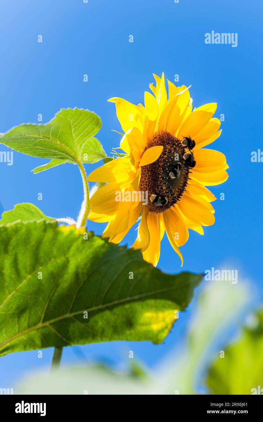 Hummeln ernähren sich von blühenden Sonnenblumen Stockfoto