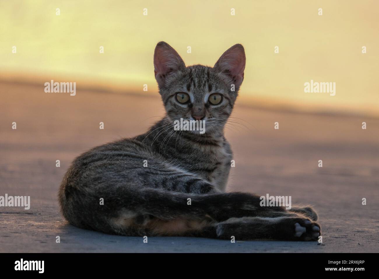 Nahaufnahme einer braunen Katze mit grünen Augen und isoliertem Hintergrund. Selektiver Fokus eingeschlossen. Offener Bereich. Stockfoto