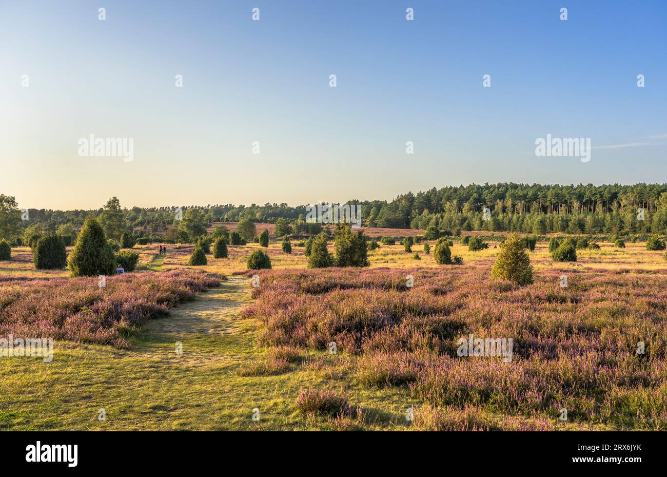 Deutschland, Niedersachsen, Landschaft der Lüneburger Heide am Abend Stockfoto