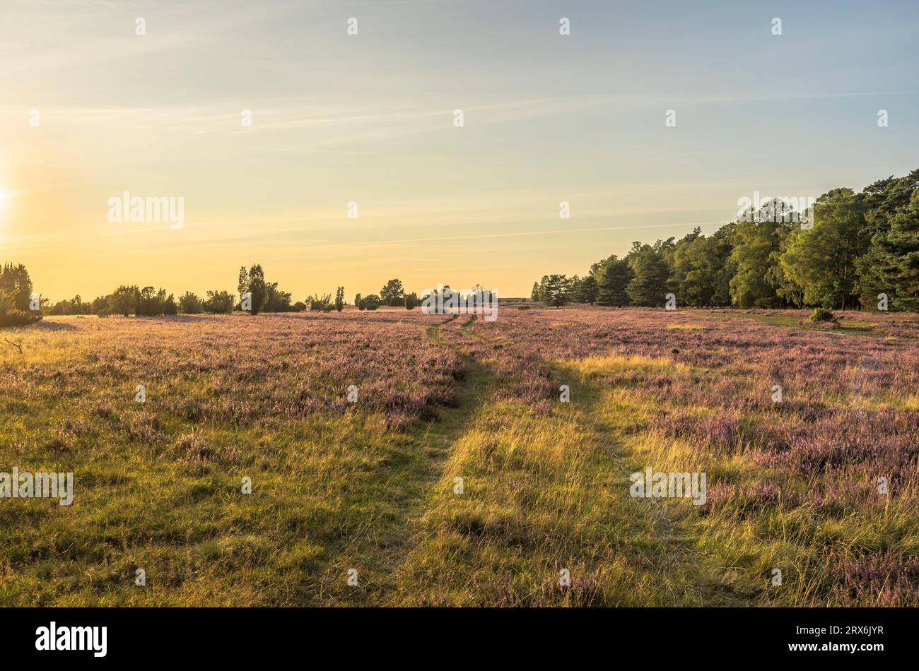 Deutschland, Niedersachsen, Landschaft der Lüneburger Heide in der Abenddämmerung Stockfoto