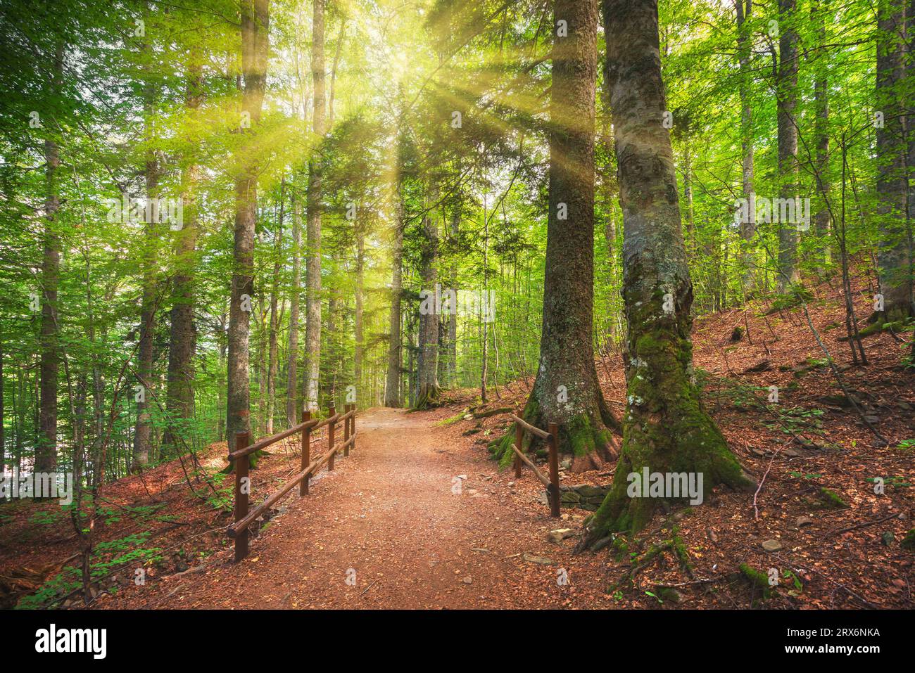 Wald mit Pfad und Sonnenlicht. Abetone, Apennine Berge, Toskana Region, Italien Stockfoto