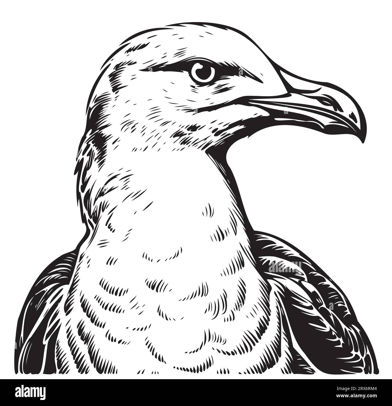 Seagull Portrait Sketch Hand Drawn Vector Bird Stock Vektor