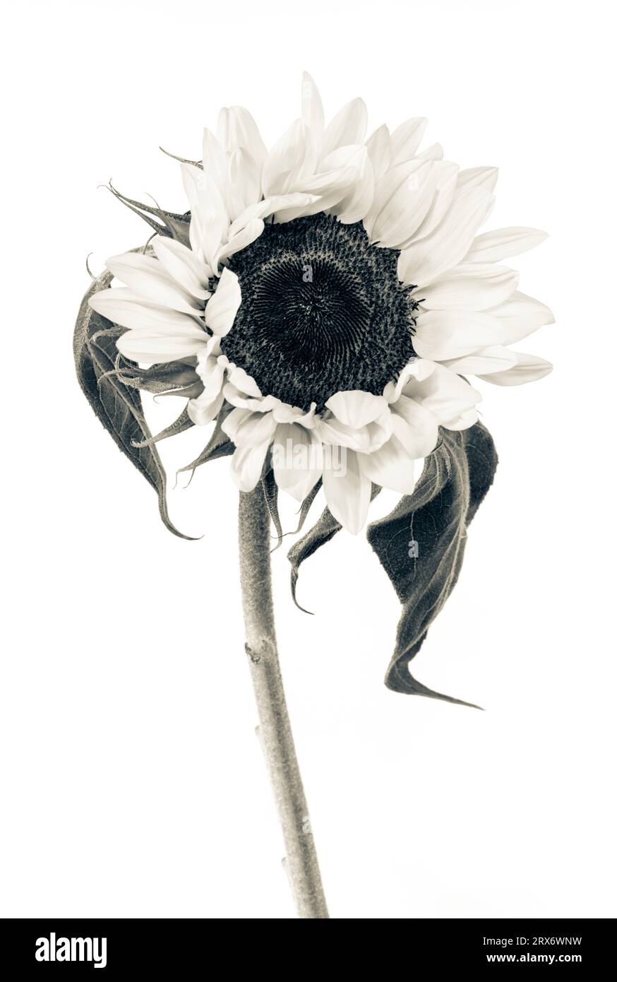 Einzelne Sonnenblume monochrom Stockfoto