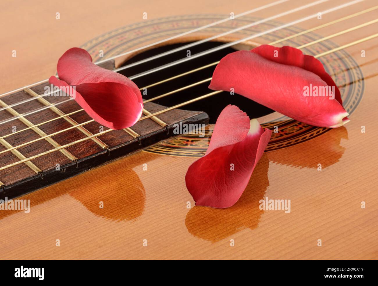 Nahaufnahme einer akustischen Gitarre mit drei Rosenblättern Stockfoto
