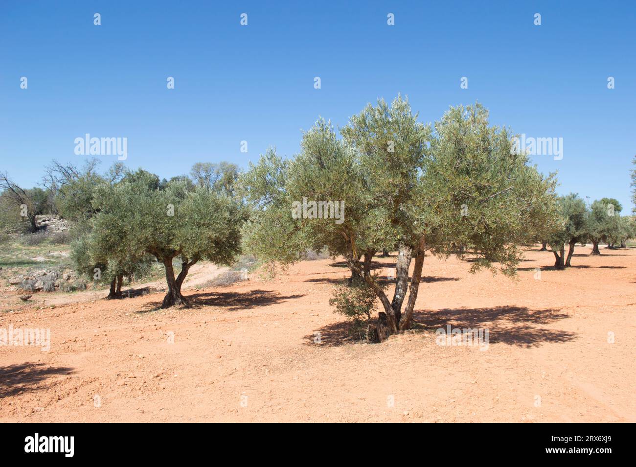 Olivos fuente de aceite de oliva virgen extra Stockfoto