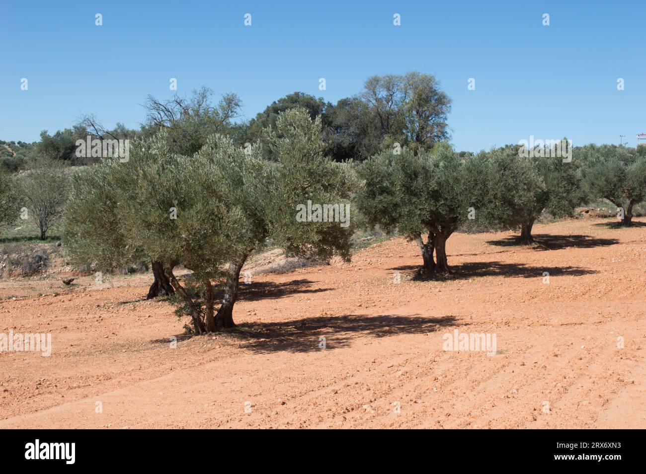 Olivos fuente de aceite de oliva virgen extra Stockfoto