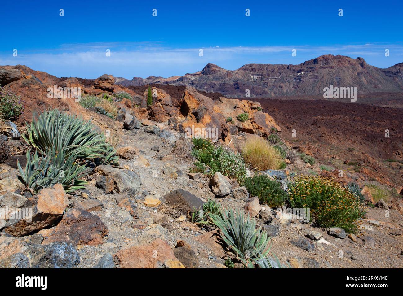 Trockene Landschaft voller Kakteen im Teide-Nationalpark auf Teneriffa, der größten der spanischen Kanarischen Inseln. Er ist nach dem Vulkan Mount Teide benannt Stockfoto
