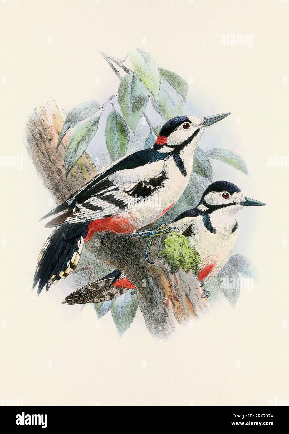 Ein wunderschönes digitales Kunstwerk mit klassischen Vögeln. Vogelillustration im Vintage-Stil. Stockfoto