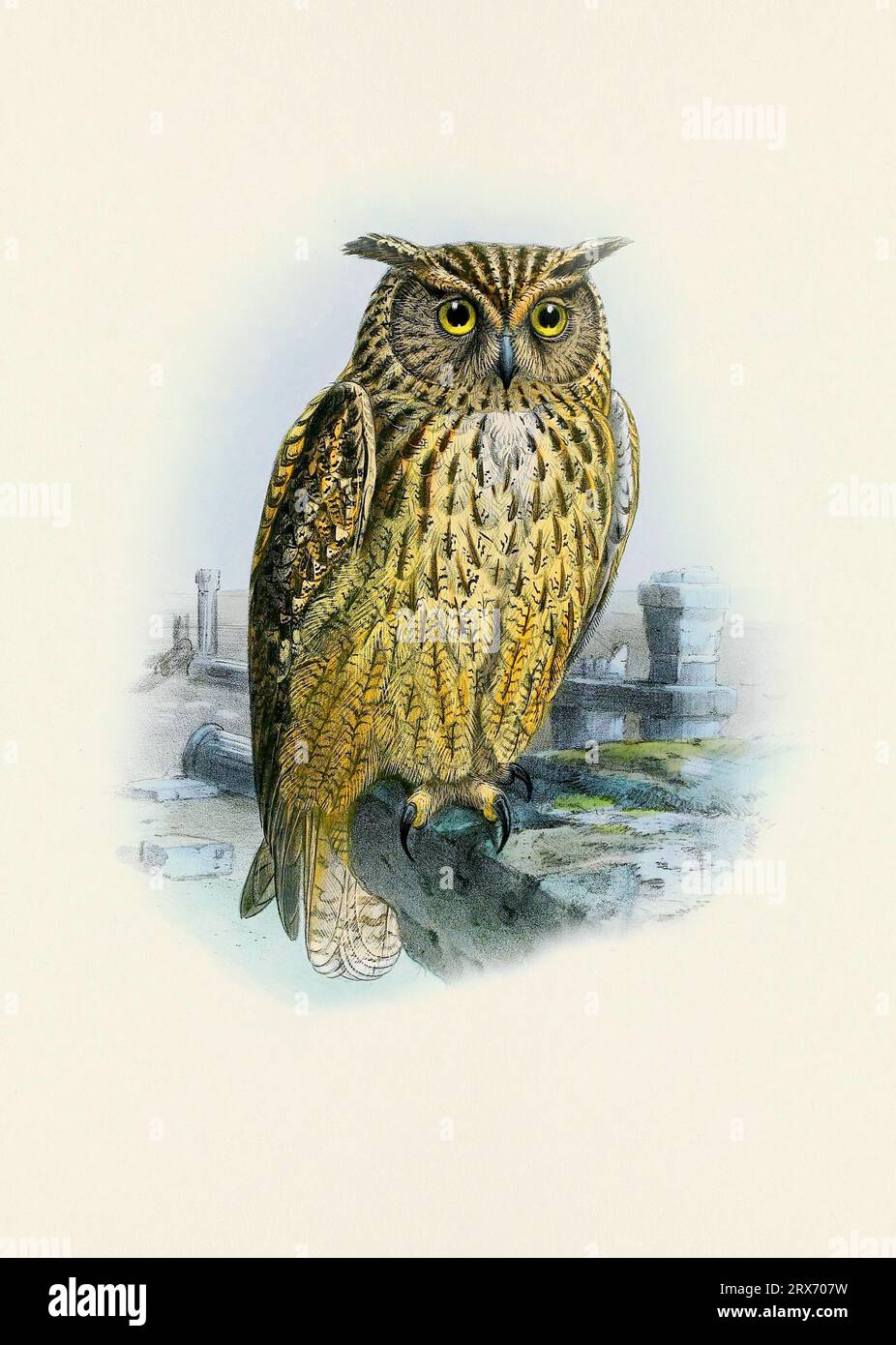 Eulendarstellung. Ein wunderschönes digitales Kunstwerk mit klassischen Vögeln. Vogelillustration im Vintage-Stil. Stockfoto