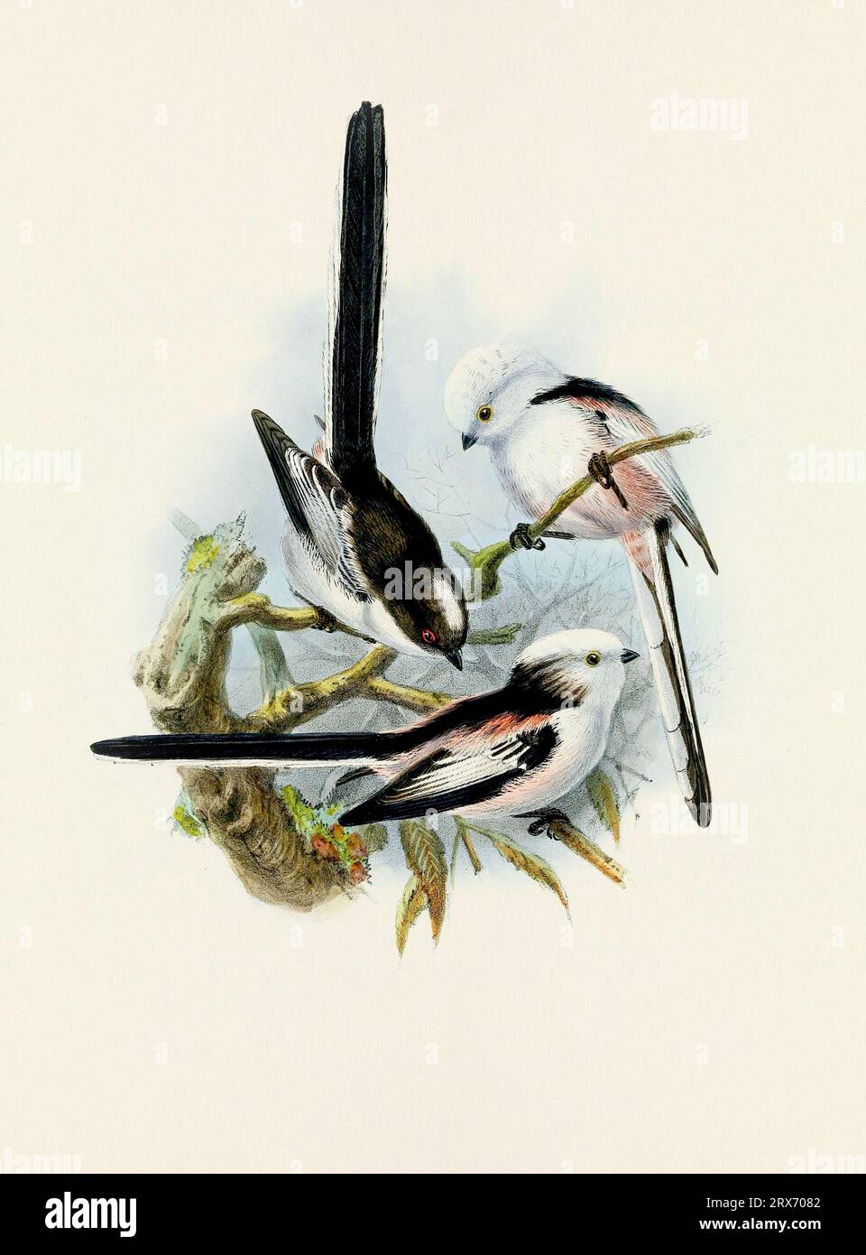 Ein wunderschönes digitales Kunstwerk mit klassischen Vögeln. Vogelillustration im Vintage-Stil. Titmaus Stockfoto