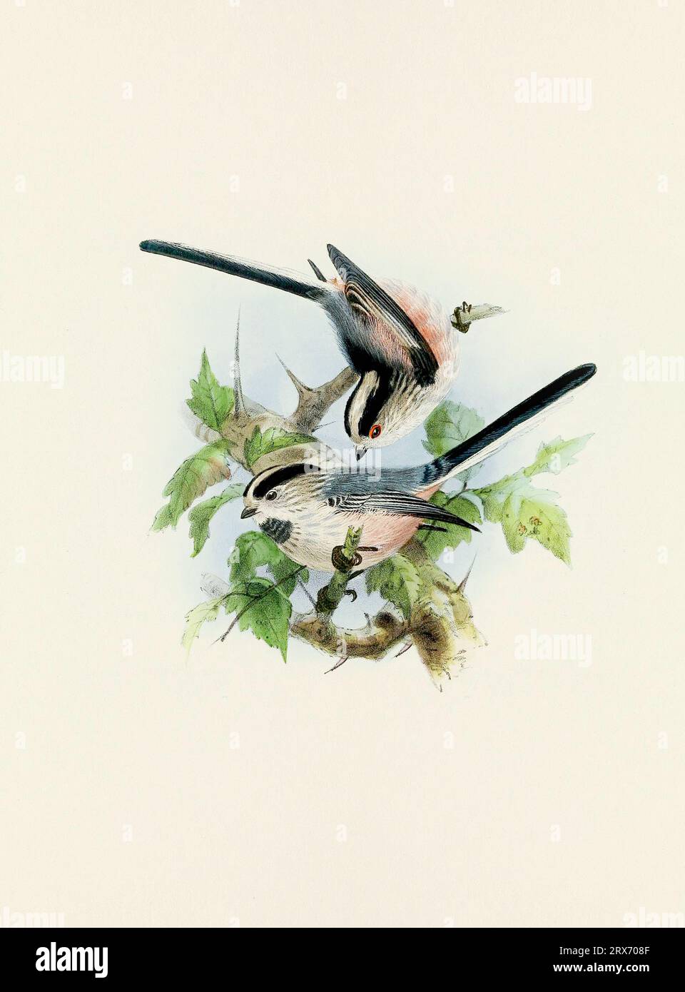 Ein wunderschönes digitales Kunstwerk mit klassischen Vögeln. Vogelillustration im Vintage-Stil. Titmaus Stockfoto