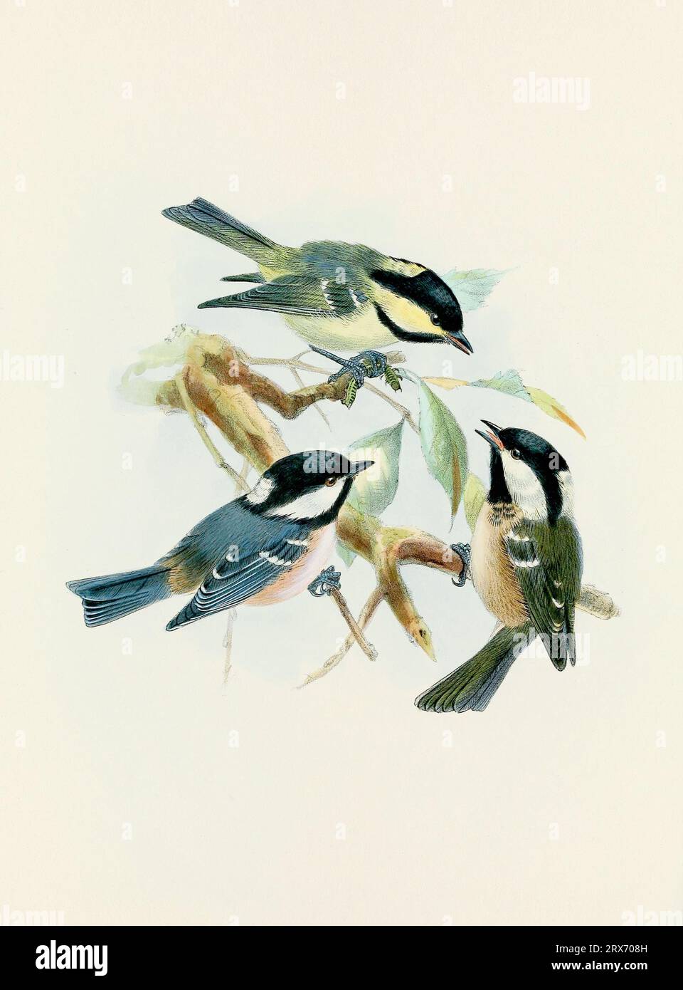 Ein wunderschönes digitales Kunstwerk mit klassischen Vögeln. Vogelillustration im Vintage-Stil. Titmaus Stockfoto