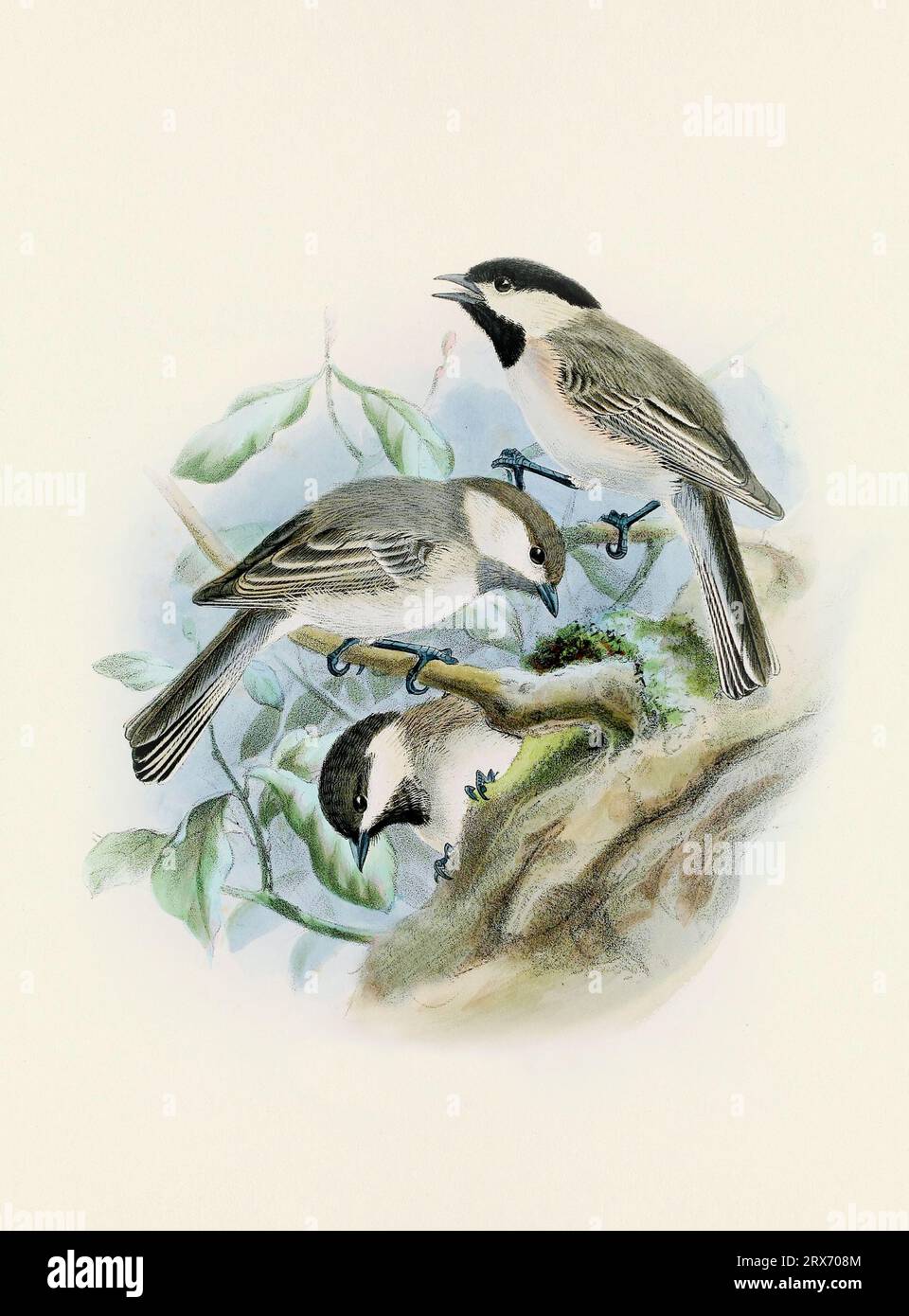 Ein wunderschönes digitales Kunstwerk mit klassischen Vögeln. Vogelillustration im Vintage-Stil. Titmaus Stockfoto