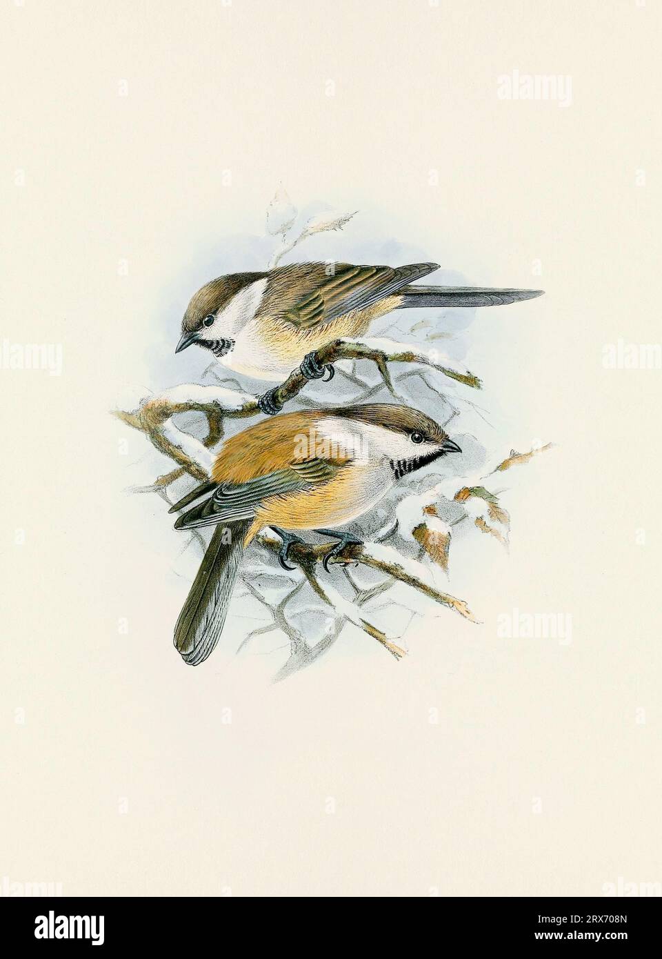 Ein wunderschönes digitales Kunstwerk mit klassischen Vögeln. Vogelillustration im Vintage-Stil. Titmaus Stockfoto