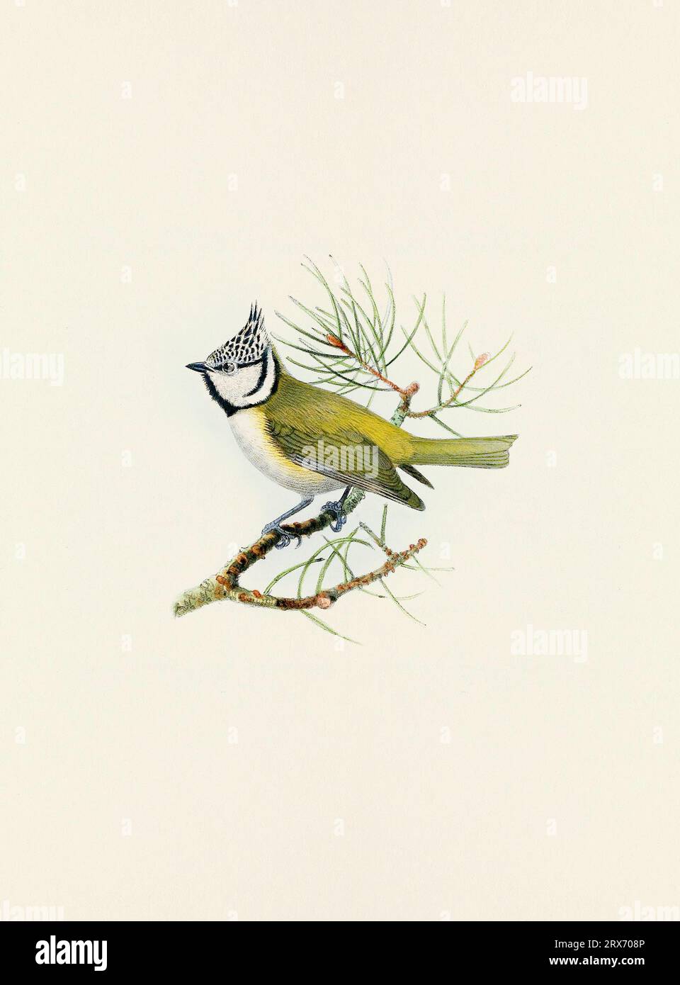 Ein wunderschönes digitales Kunstwerk mit klassischen Vögeln. Vogelillustration im Vintage-Stil. Stockfoto