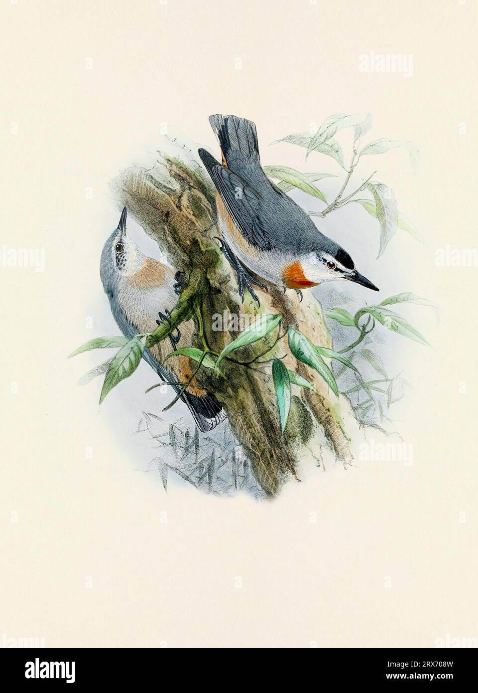 Ein wunderschönes digitales Kunstwerk mit klassischen Vögeln. Vogelillustration im Vintage-Stil. Stockfoto