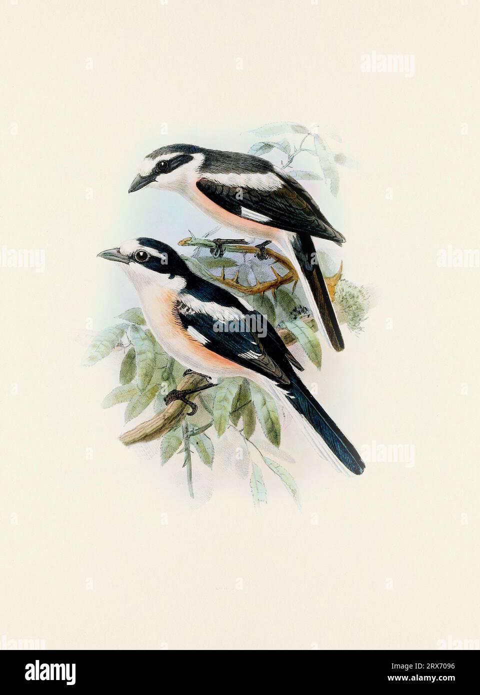Ein wunderschönes digitales Kunstwerk mit klassischen Vögeln. Vogelillustration im Vintage-Stil. Stockfoto