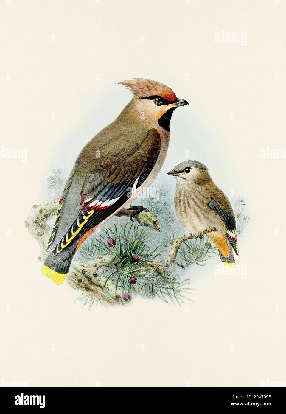 Ein wunderschönes digitales Kunstwerk mit klassischen Vögeln. Vogelillustration im Vintage-Stil. Stockfoto