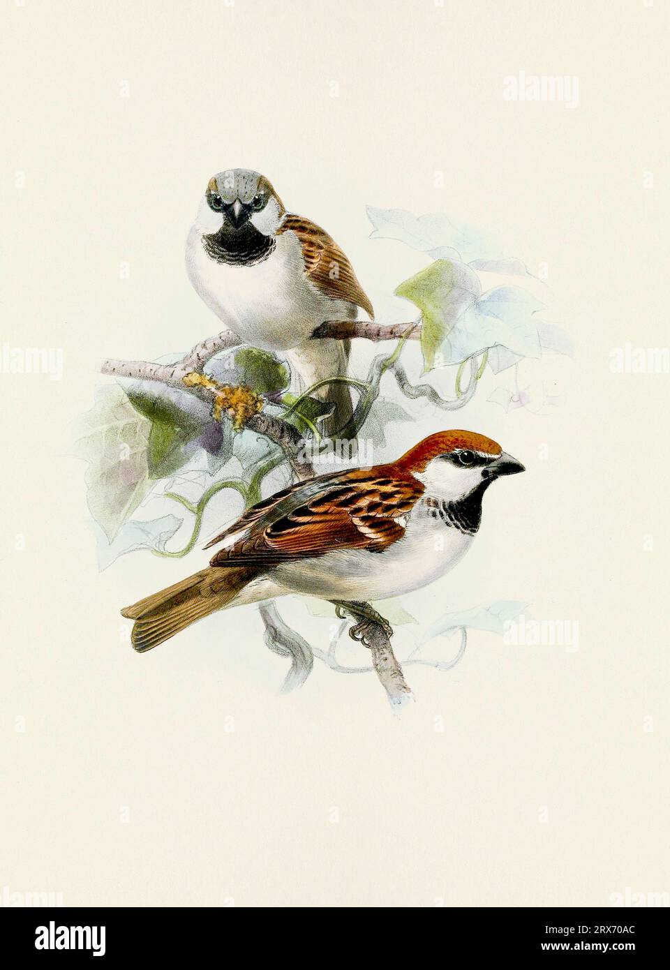Ein wunderschönes digitales Kunstwerk mit klassischen Vögeln. Vogelillustration im Vintage-Stil. Sparrow Stockfoto