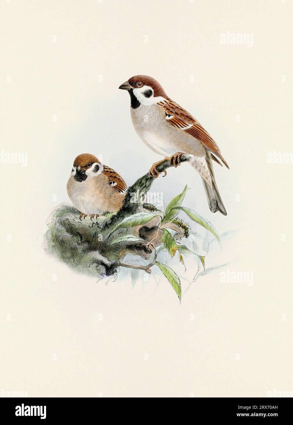 Ein wunderschönes digitales Kunstwerk mit klassischen Vögeln. Vogelillustration im Vintage-Stil. Sparrow Stockfoto