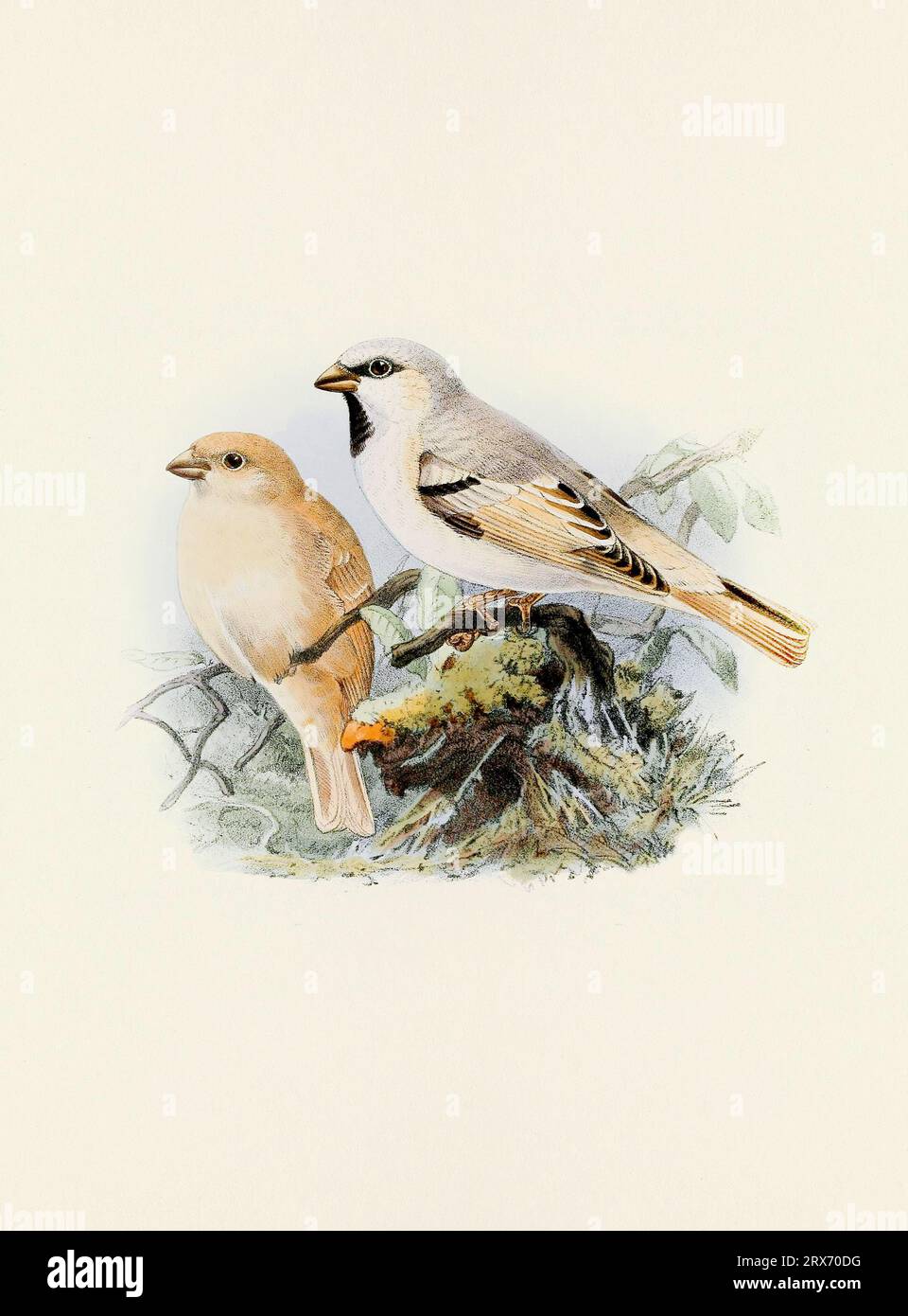 Ein wunderschönes digitales Kunstwerk mit klassischen Vögeln. Vogelillustration im Vintage-Stil. Sparrow Stockfoto