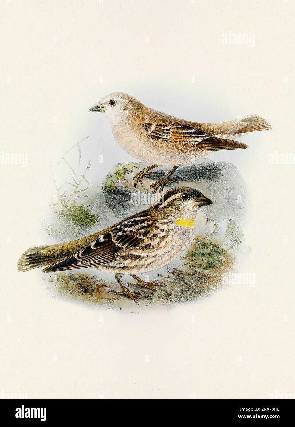 Ein wunderschönes digitales Kunstwerk mit klassischen Vögeln. Vogelillustration im Vintage-Stil. Sparrow Stockfoto