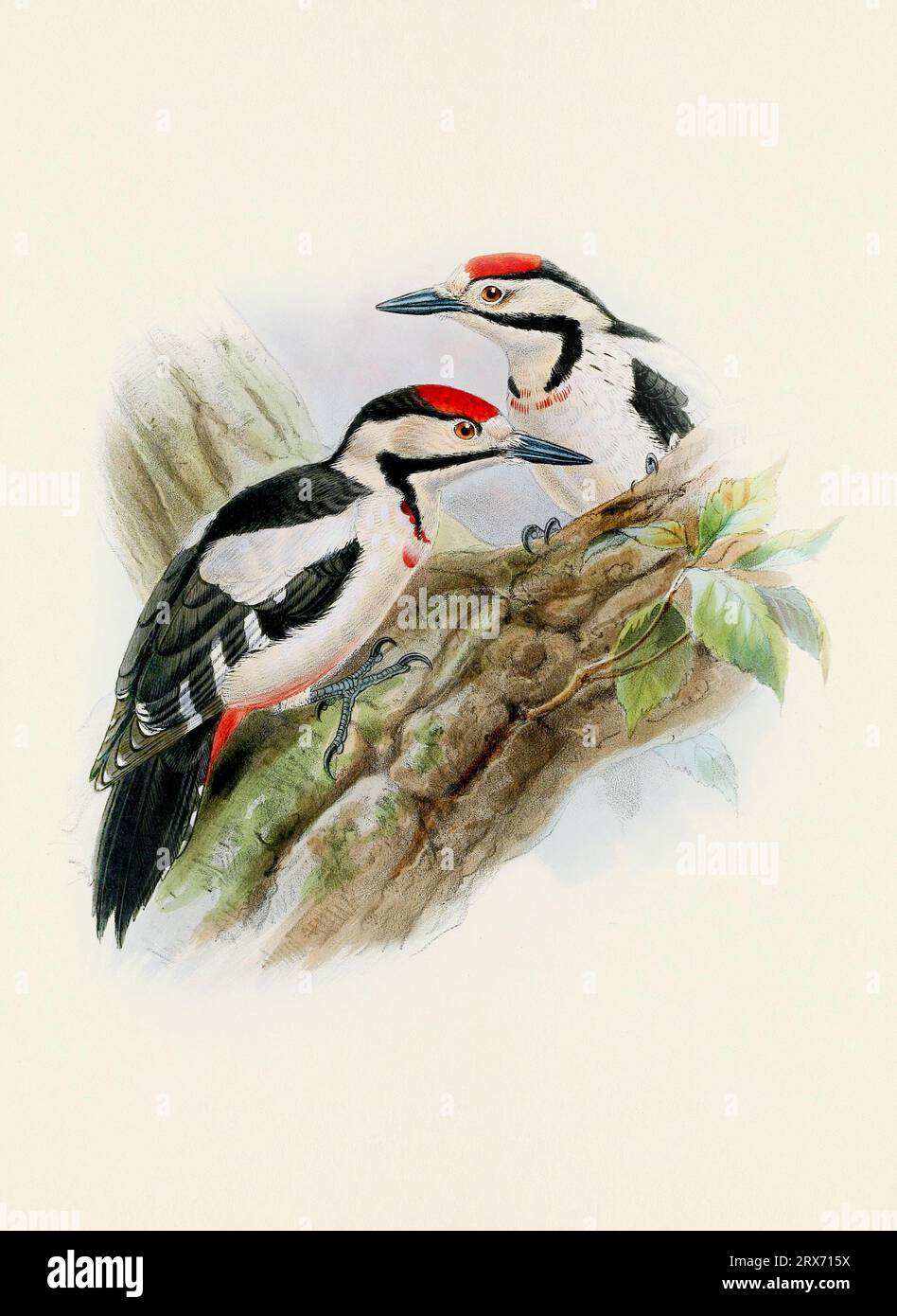 Ein wunderschönes digitales Kunstwerk mit klassischen Vögeln. Vogelillustration im Vintage-Stil. Stockfoto