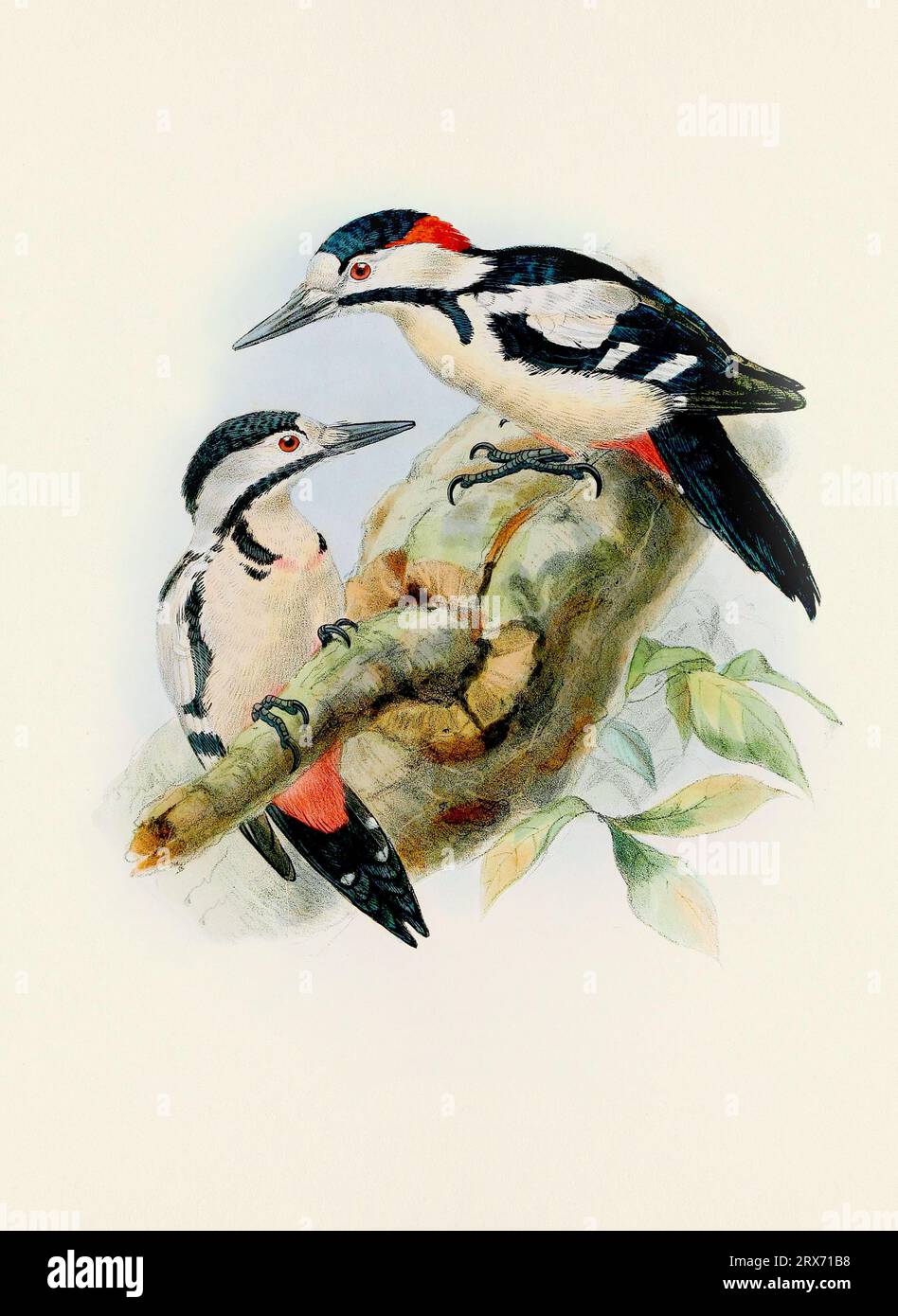 Ein wunderschönes digitales Kunstwerk mit klassischen Vögeln. Vogelillustration im Vintage-Stil. Stockfoto