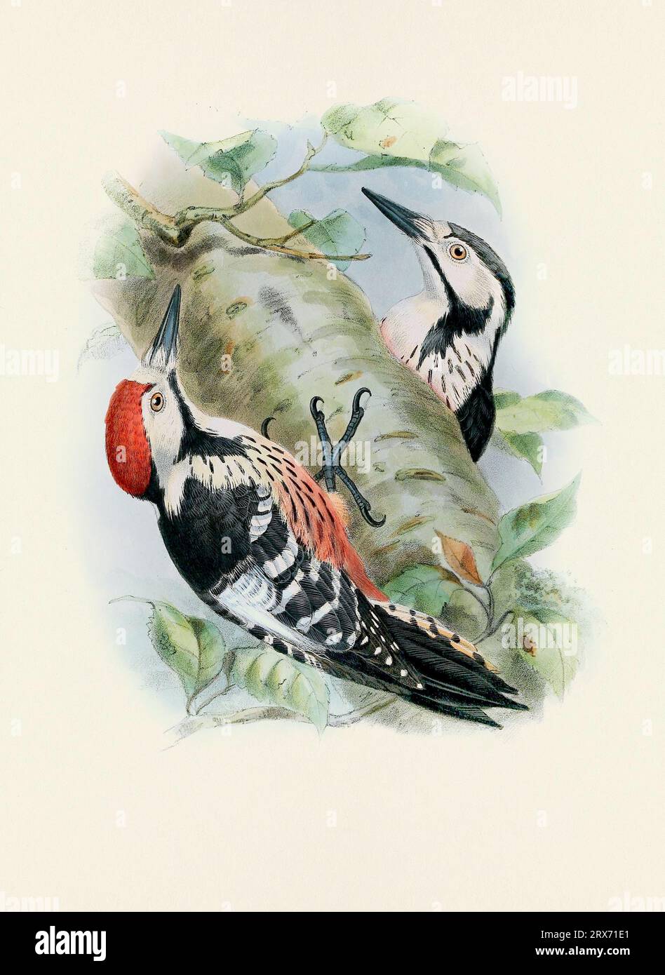 Ein wunderschönes digitales Kunstwerk mit klassischen Vögeln. Vogelillustration im Vintage-Stil. Stockfoto