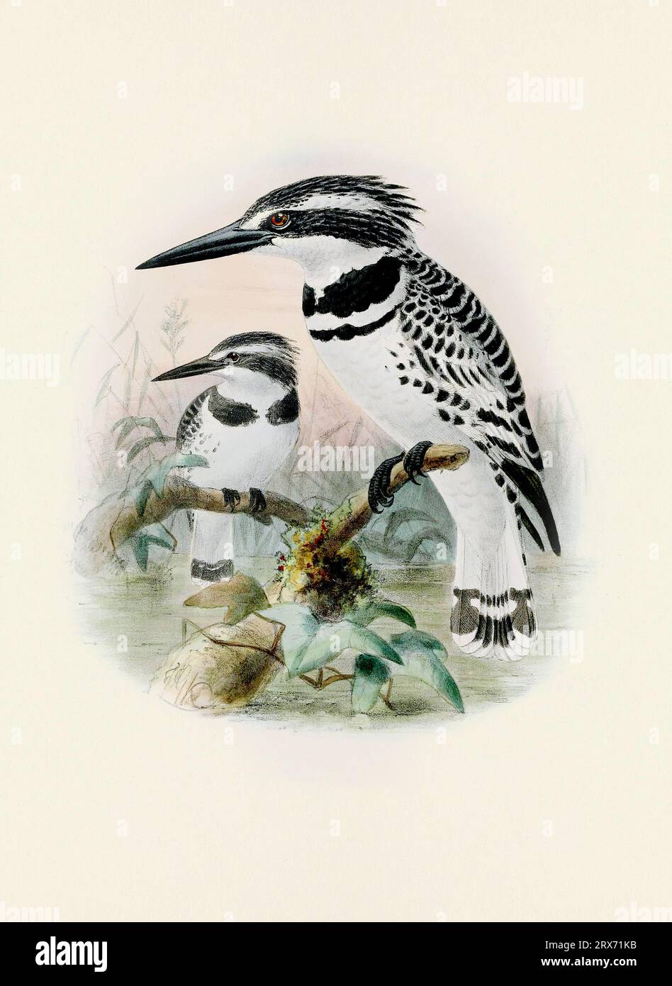 Ein wunderschönes digitales Kunstwerk mit klassischen Vögeln. Vogelillustration im Vintage-Stil. Stockfoto