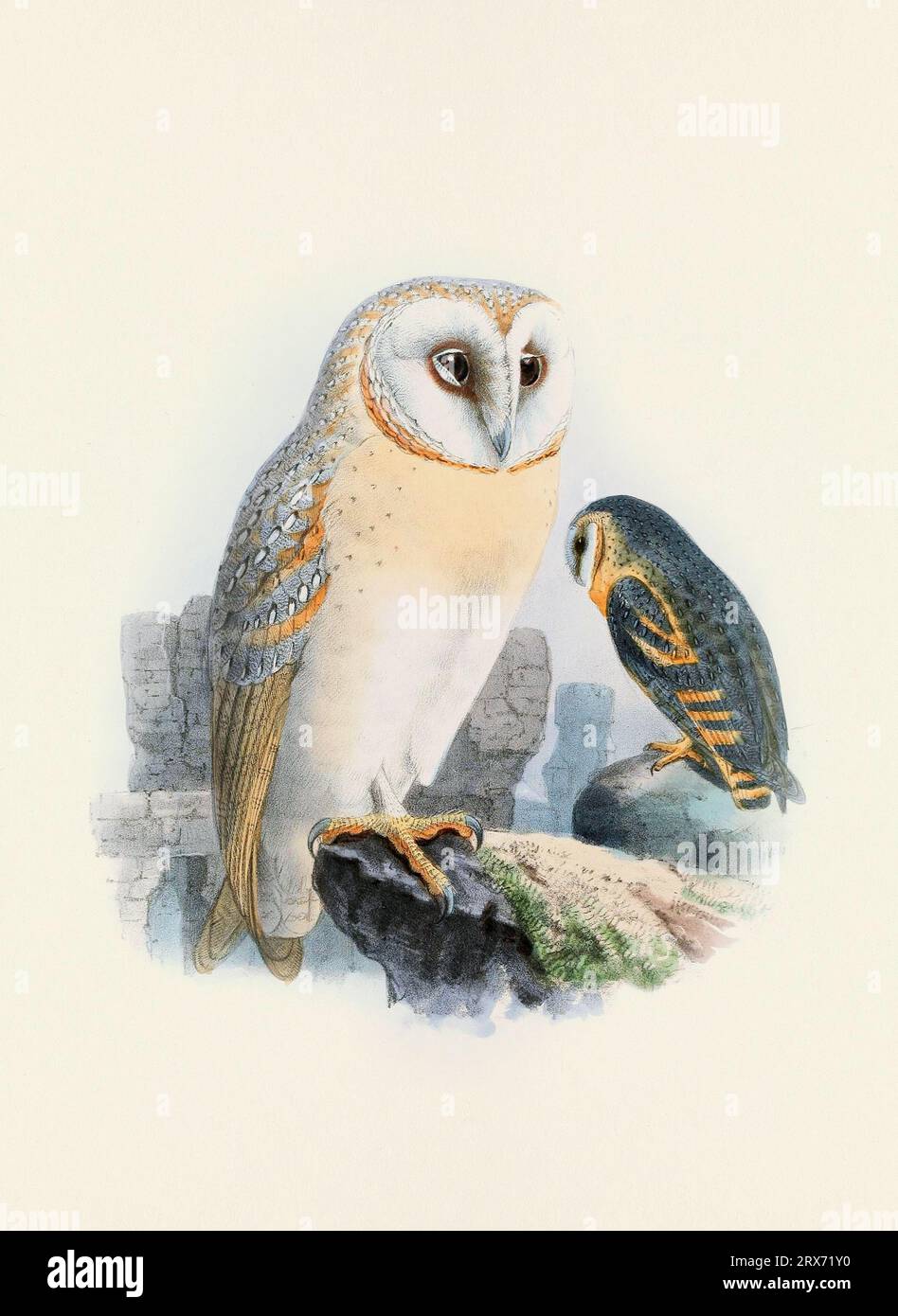 Eulendarstellung. Ein wunderschönes digitales Kunstwerk mit klassischen Vögeln. Vogelillustration im Vintage-Stil. Stockfoto