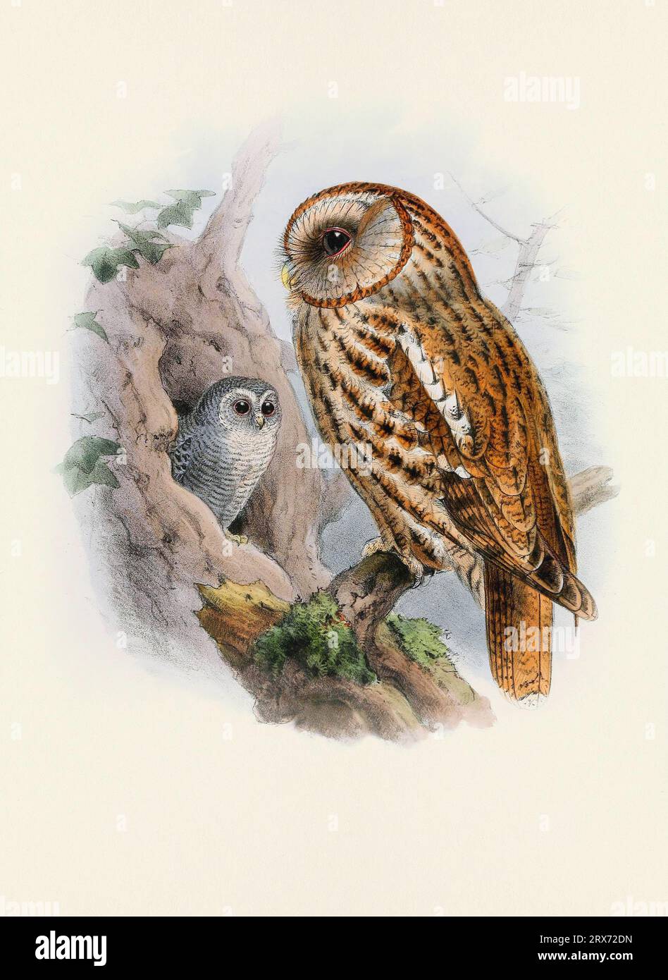 Eulendarstellung. Ein wunderschönes digitales Kunstwerk mit klassischen Vögeln. Vogelillustration im Vintage-Stil. Stockfoto