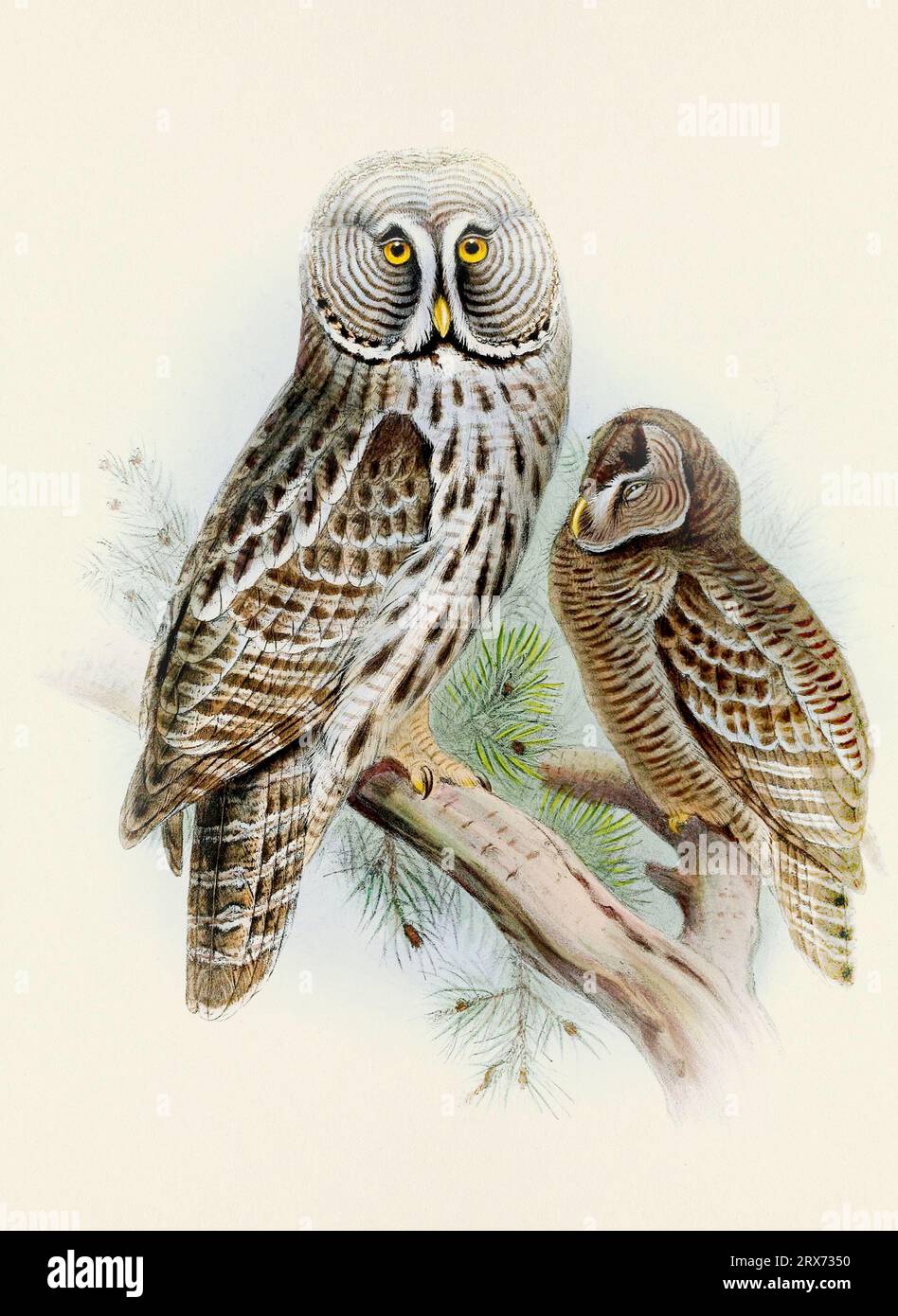 Eulendarstellung. Ein wunderschönes digitales Kunstwerk mit klassischen Vögeln. Vogelillustration im Vintage-Stil. Stockfoto