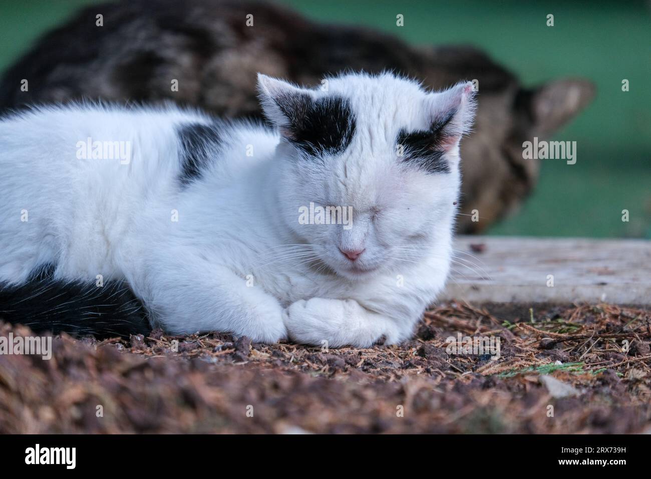 Nahaufnahme schlafende schwarze weiße Katze mit Katzenhintergrund. Nickerzeit für Katze. Selektiver Fokus eingeschlossen. Stockfoto