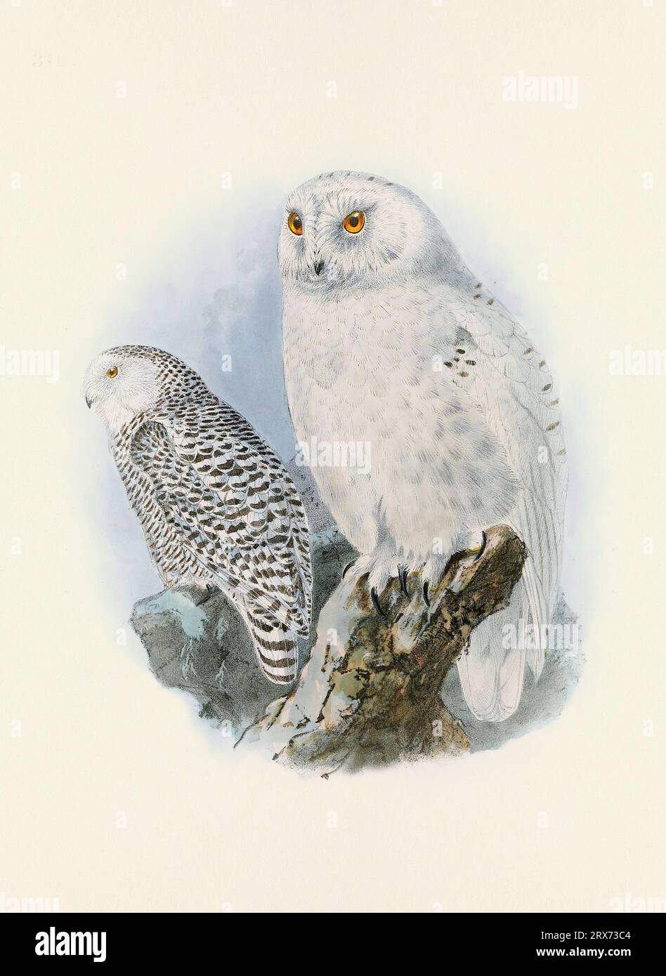 Eulendarstellung. Ein wunderschönes digitales Kunstwerk mit klassischen Vögeln. Vogelillustration im Vintage-Stil. Stockfoto