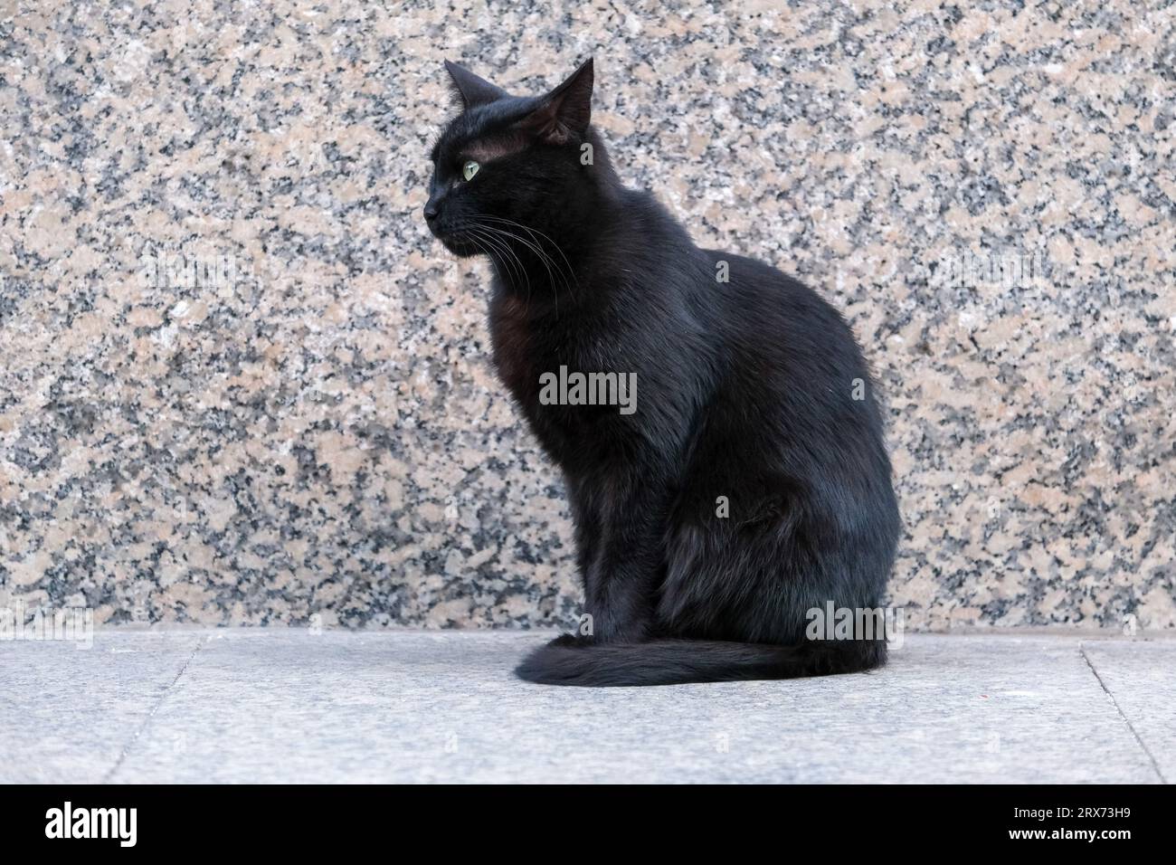 Nahaufnahme schwarze Katze sitzt vor der Musterwand. Selektiver Fokus eingeschlossen. Offener Bereich. Ausschneiden. Stockfoto