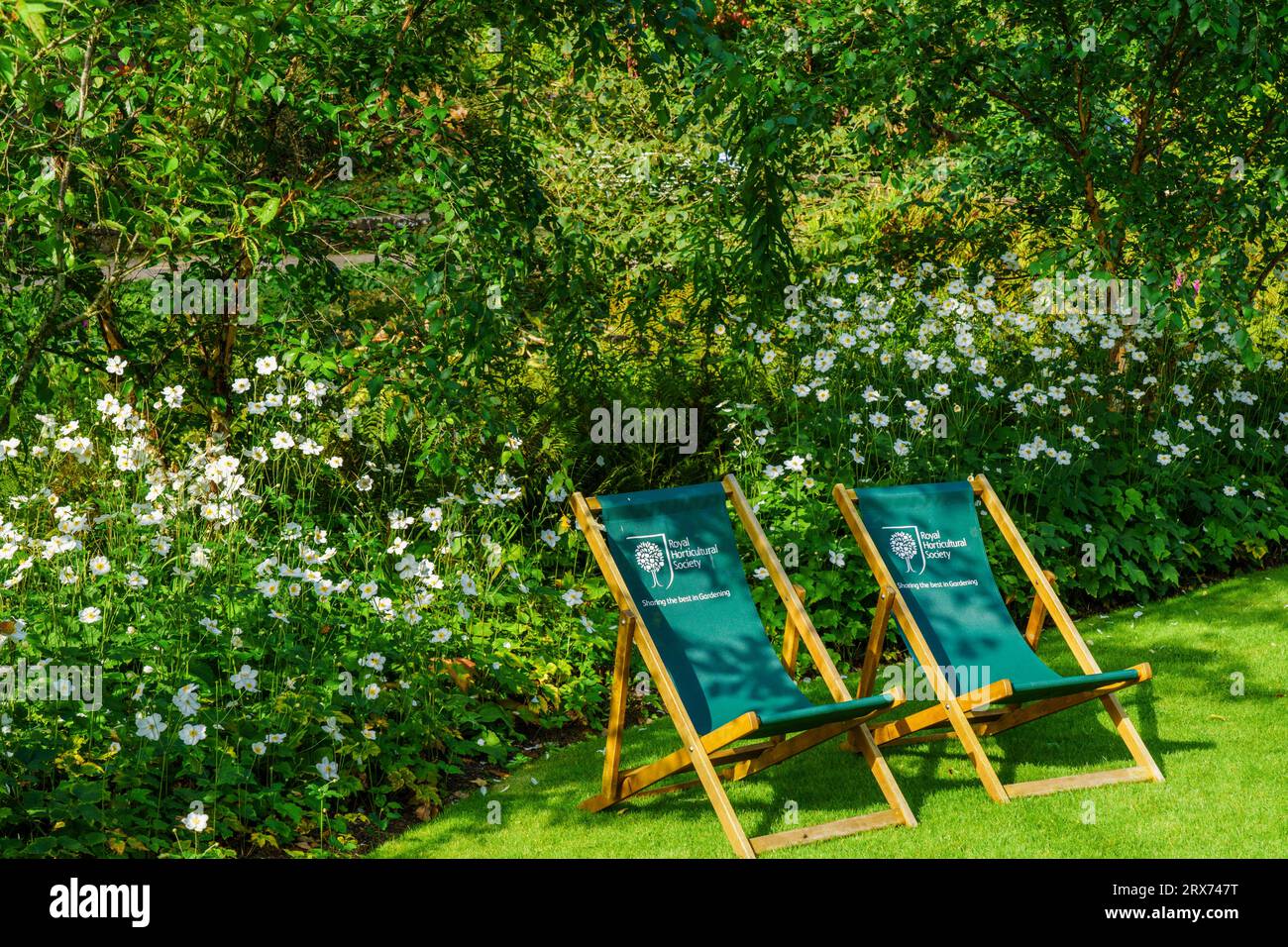 Zwei grüne Liegestühle auf einem Rasen mit weißen chinesischen Anemonenblüten und grünen Bäumen im Hintergrund, RHS Garden, Harlow Carr, Harrogate, Großbritannien. Stockfoto