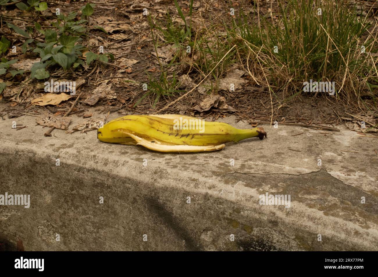 Bananenschalen, biologisch abbaubarer Abfall, umweltfreundlich, Bananenhaut Stockfoto