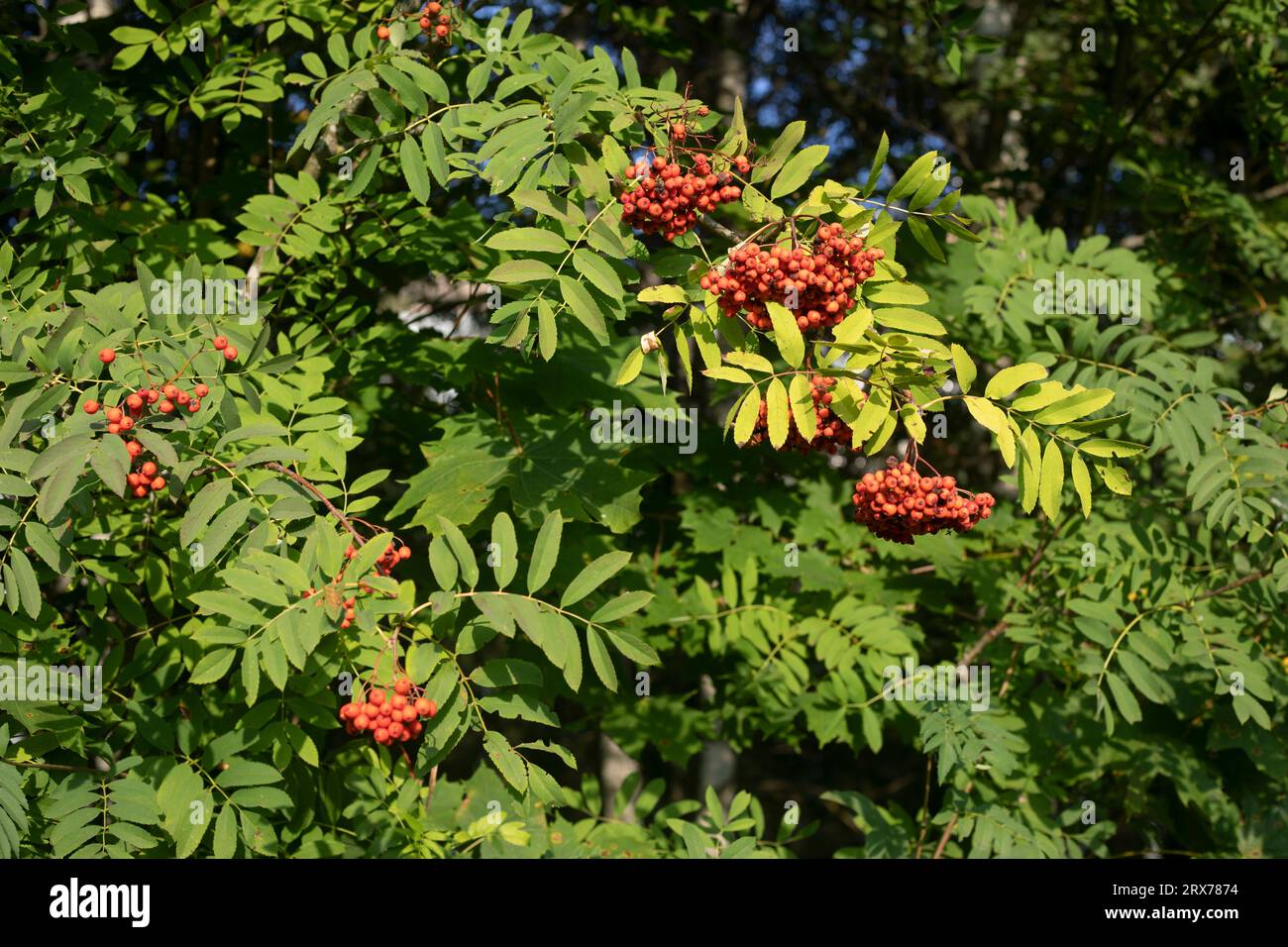 Rote eberesche. Beeren auf dem Baum. Schwanenbusch. Rote Früchte. Stockfoto