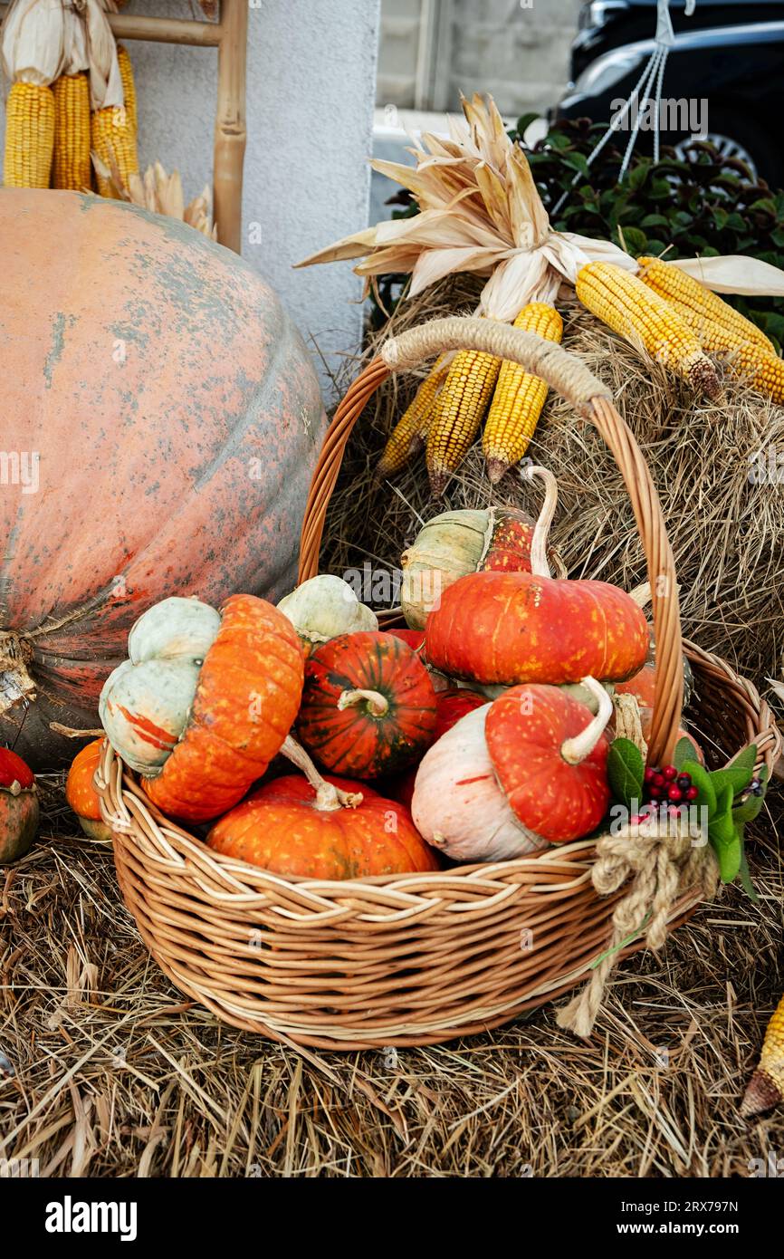 Herbstkorb mit kleinen Kürbissen und Maisohren in einem Herbstpark auf einem Heuhaufen. Stillleben im Herbst. Stockfoto
