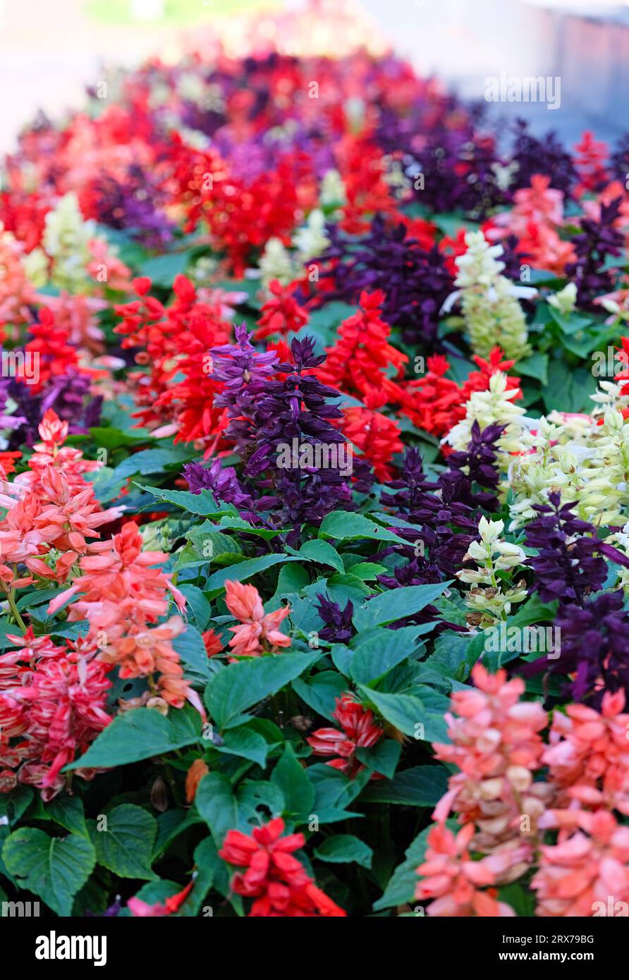 Herbsttapete. Mehrfarbige salvia-Blüten. Herbsthintergrund, Textur Stockfoto