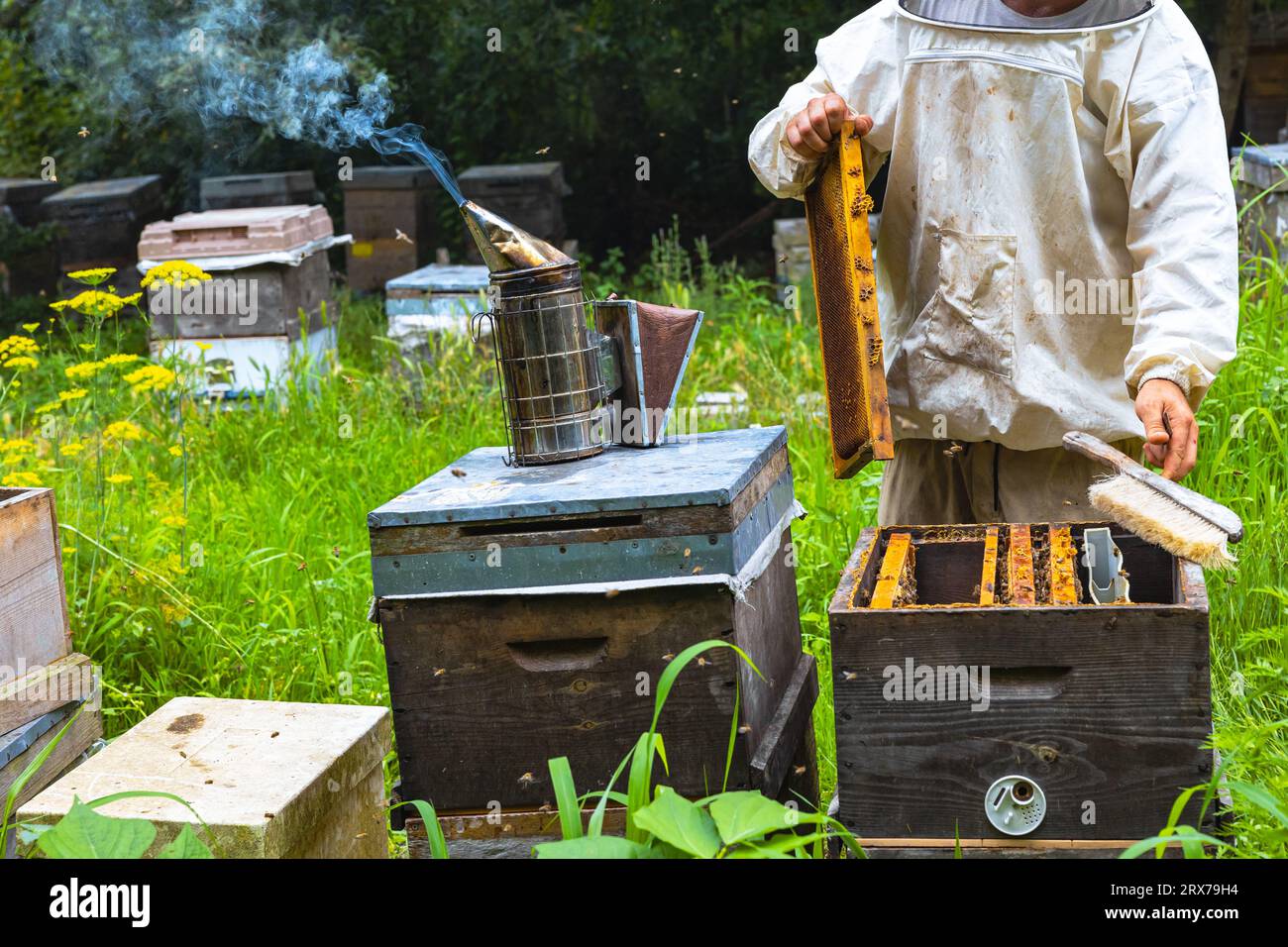 Ein Imker, der einen Wabenrahmen mit einem Bienenraucher und Bienenstöcken hält. Hintergrundfoto von Bienenzucht oder Imkerei. Stockfoto